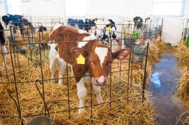 Buzağı cowshed