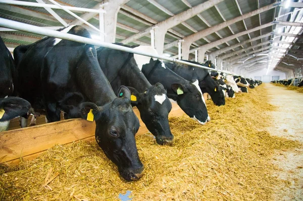 Koeien in een farm. melkkoeien — Stockfoto