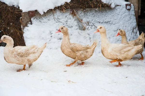 White ducks in the snow — Stock Photo, Image