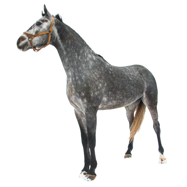 Чистокровних коня, ізольовані — стокове фото
