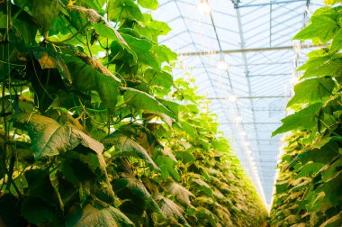 Salatalıklar serada olgunlaşır.