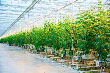 Salatalıklar serada olgunlaşır.