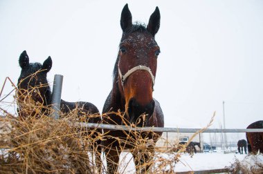 Atların kışın çiftlikte