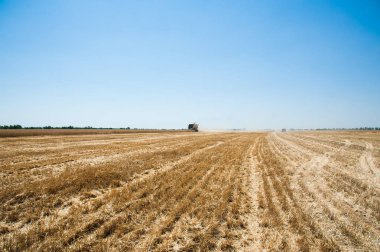 Bir alanda buğday hasat toplama kombaynları