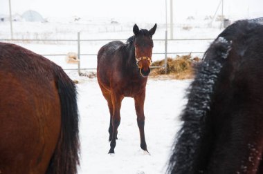 Atların kışın çiftlikte