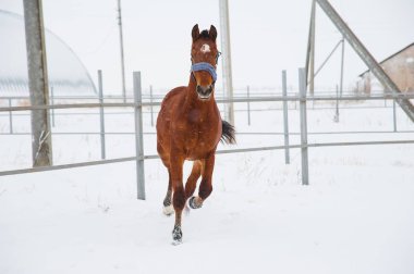 Atların kışın çiftlikte