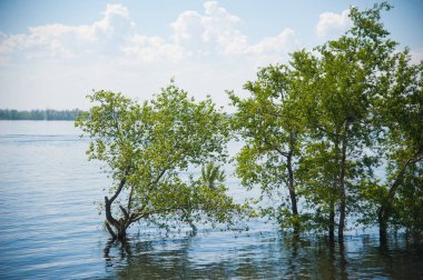 Nehrin üzerinde sel bahar. Su ağaçları