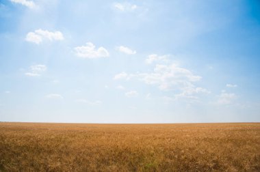 altın buğday alanı