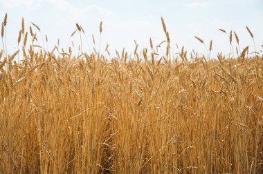 altın buğday alanı