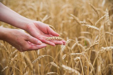 Altın buğday alanı dokunmadan eller