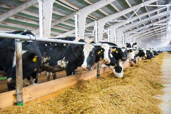 Bir çiftlikte inekler. süt inekleri — Stok fotoğraf