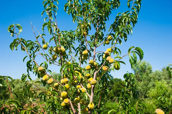 Persikoträd i trädgården — Stockfoto