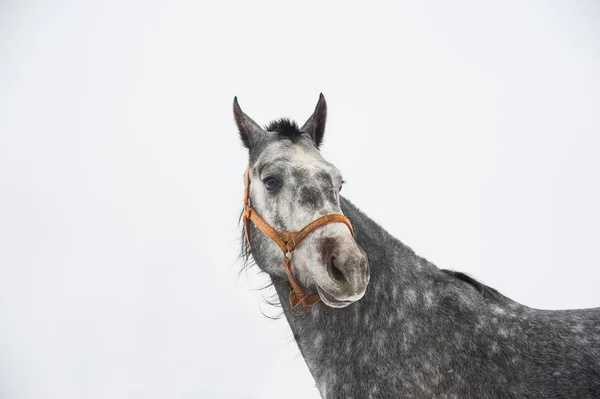 Cavalos na fazenda no inverno — Fotografia de Stock