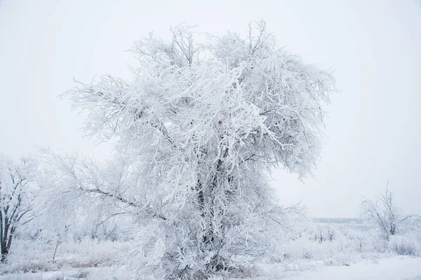 Zimní stromy na sněhu — Stock fotografie