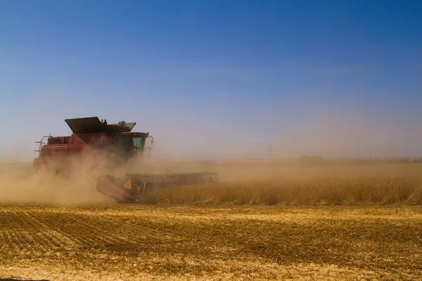 Bir alanda buğday hasat toplama kombaynları — Stok fotoğraf