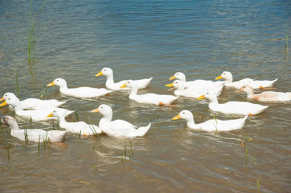 Domestic ducks on a pond — Stock Photo, Image