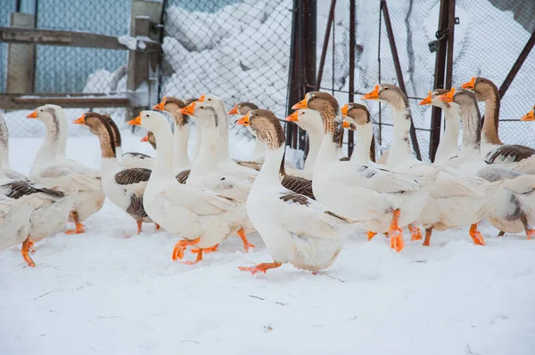 White geese in the snow — Stock Photo, Image