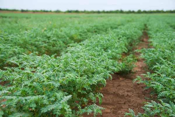 Chickpea crop field — Stock Photo, Image