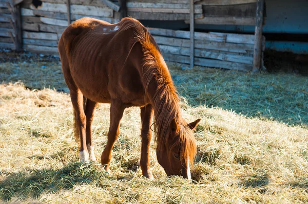 Paarden op de boerderij in de winter — Stockfoto