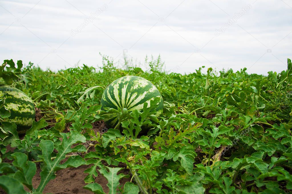 Watermelon on the field