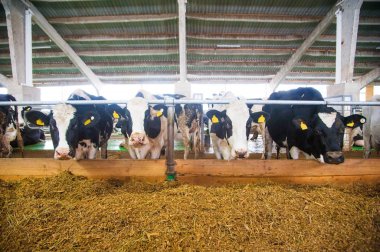 bir çiftlikte inekler. süt inekleri