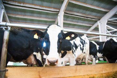 bir çiftlikte inekler. süt inekleri