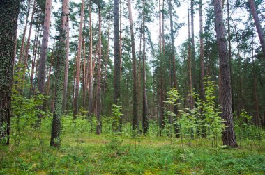 Yaz günü içinde güzel çam ormanı. Manzara