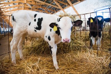 Buzağı cowshed