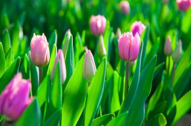 Lale alan bahar sahnesi