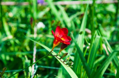 Frezya çiçeklerin bir serada