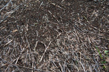 Kızıl Orman Karıncaları yakın plan. Kırmızı karınca kolonisinin arka planı.