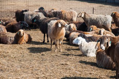Çiftlikteki koyunlar