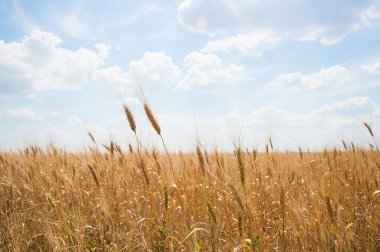 Altın buğday tarlası ve mavi gökyüzü
