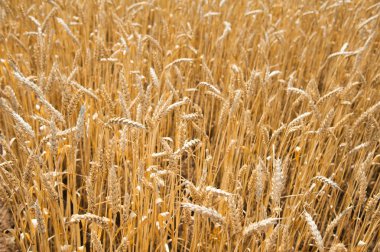 Olgun buğday tarlası. Yakın çekim. Ön plan üzerinde odaklanmak