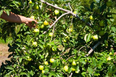 Güneşli bir yaz bahçede elma ağacı