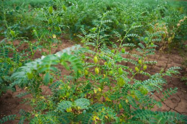 Yeşil bezelye tarlada büyüyor.