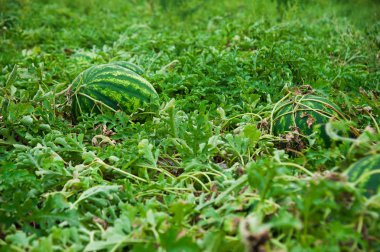 Karpuz alan yaz günü. Doğal karpuz hasat