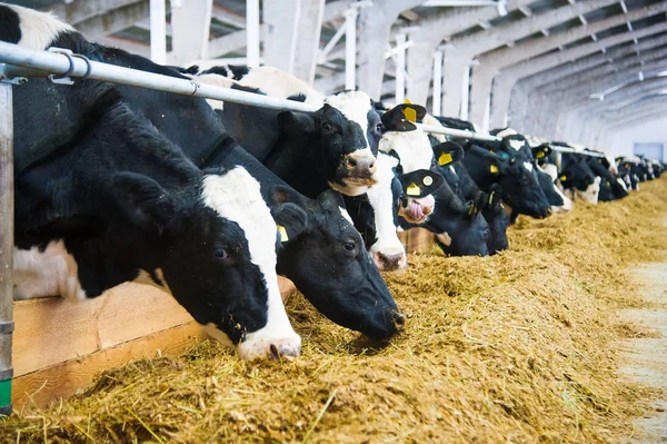 Vaches dans une ferme. Vaches laitières — Photo