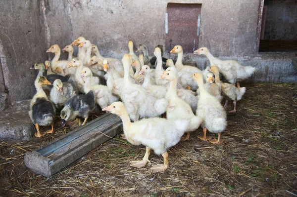 Patos brancos em uma fazenda — Fotografia de Stock