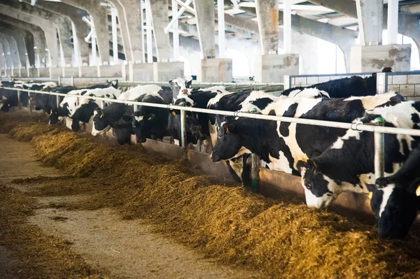 Vaches dans une ferme. Vaches laitières — Photo