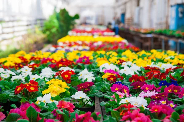 Rows of colorful primulas in a greenhouse — Stock Photo, Image