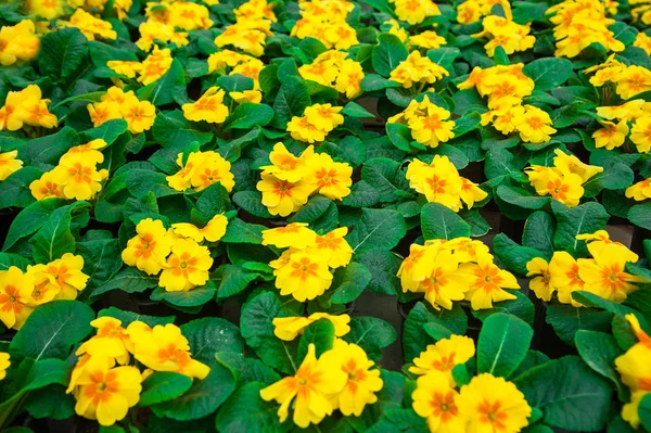 Filas de primulas coloridas en un invernadero —  Fotos de Stock