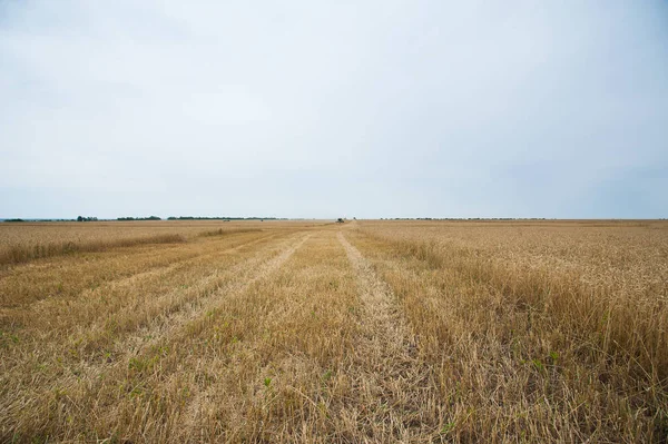 Campo Trigo Dourado Céu Azul — Fotografia de Stock