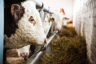 bir çiftlikte inekler. süt inekleri