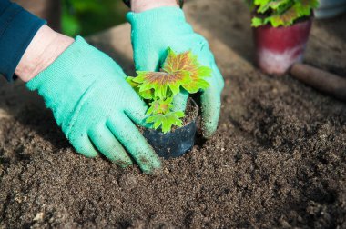 Greenhousen içinde genç fidan dikim çiftçi