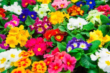 Çeşitli bitki ve çiçeklerle dolu bir sera.