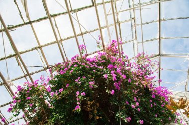 Çeşitli bitki ve çiçeklerle dolu bir sera.