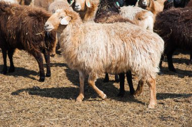 Çiftlikteki koyunlar