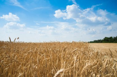 Altın buğday tarlası ve mavi gökyüzü