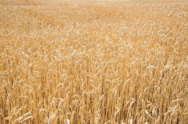 Olgun buğday tarlası. Yakın çekim. Ön plan üzerinde odaklanmak
